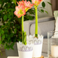 Amaryllis,  Blüte rot/weiß