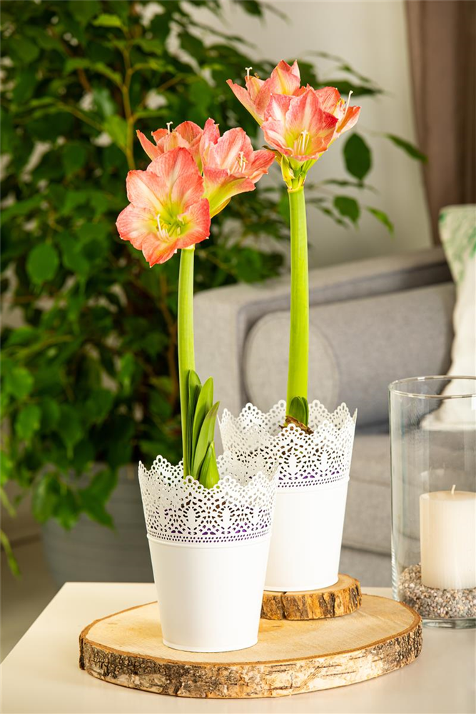 Amaryllis,  Blüte rot/weiß
