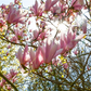Tulpen-Magnolie