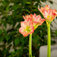 Amaryllis,  Blüte rot/weiß