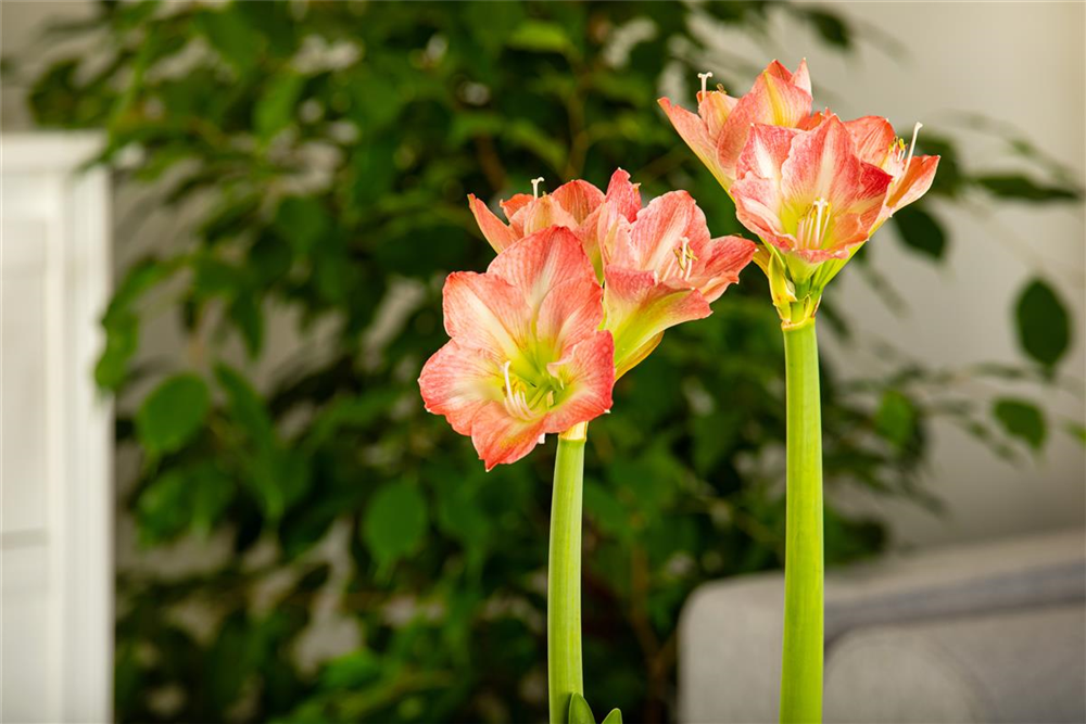Amaryllis,  Blüte rot/weiß