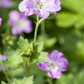 Geranium endressii