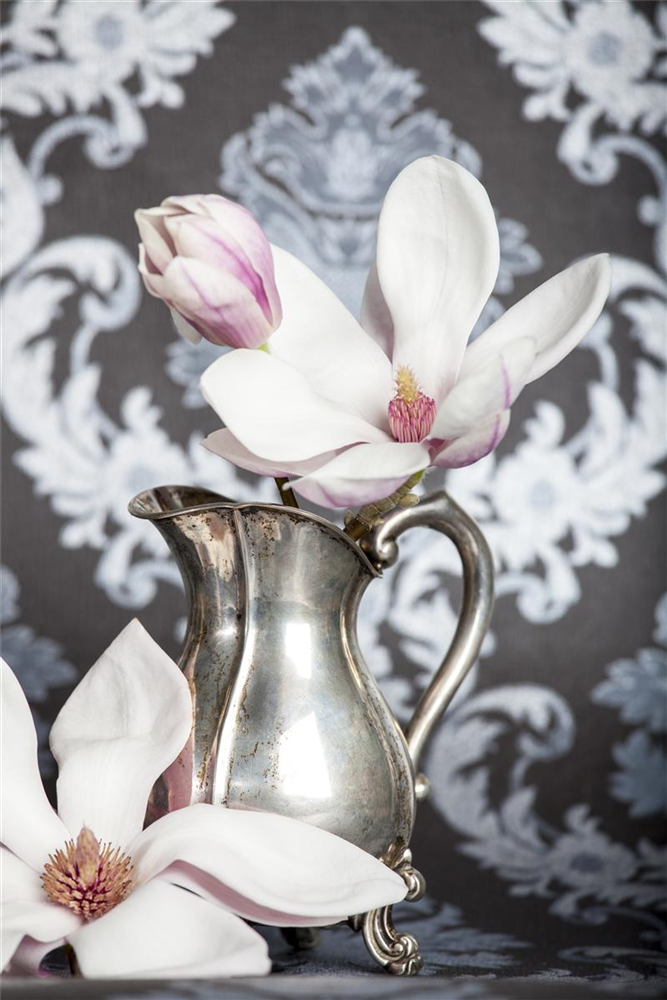 Tulpen-Magnolie