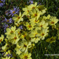Coreopsis grandiflora 'Full Moon'