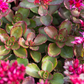 Garten-Teppich-Fettblatt 'Fuldaglut'