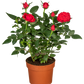 Topfrose
