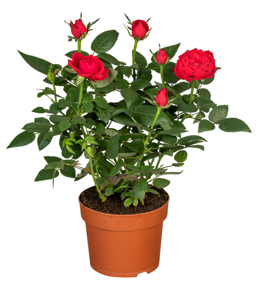 Topfrose