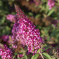 Schmetterlingsflieder BUZZ™ 'Velvet'(s)
