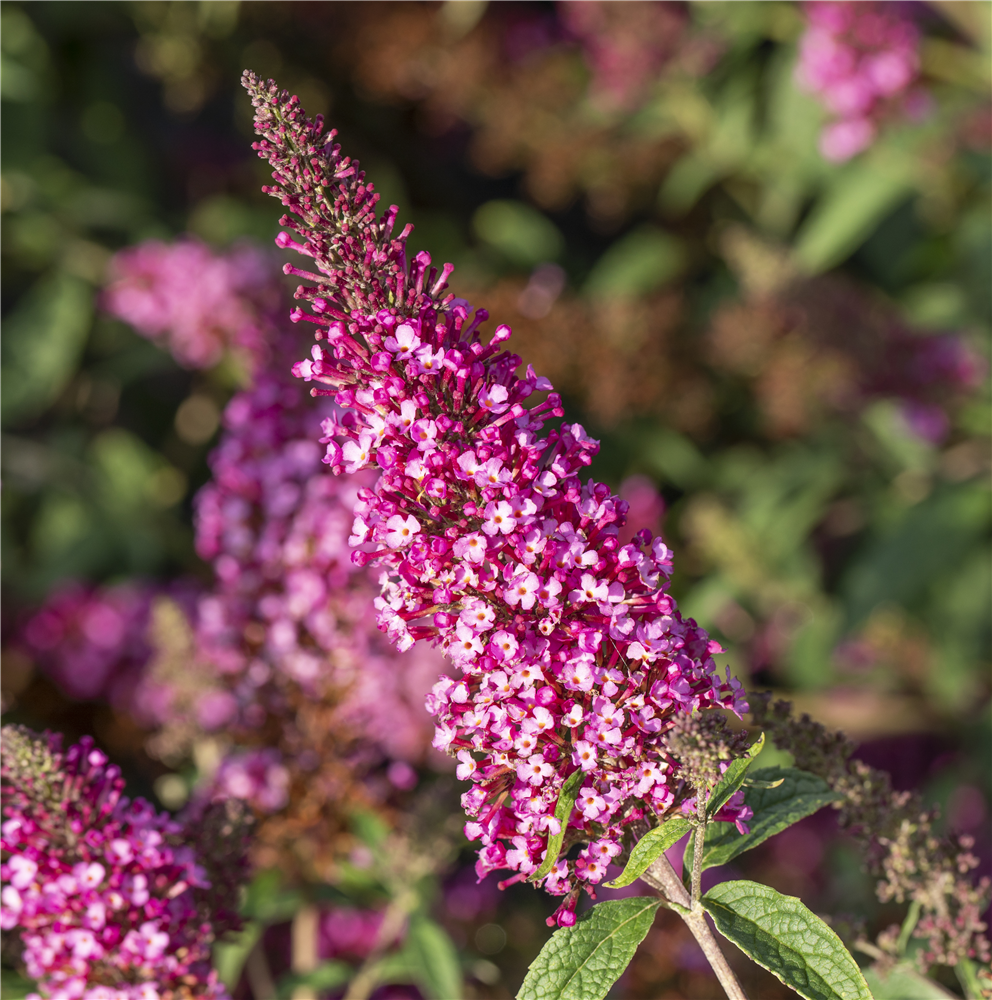 Schmetterlingsflieder BUZZ™ 'Velvet'(s)