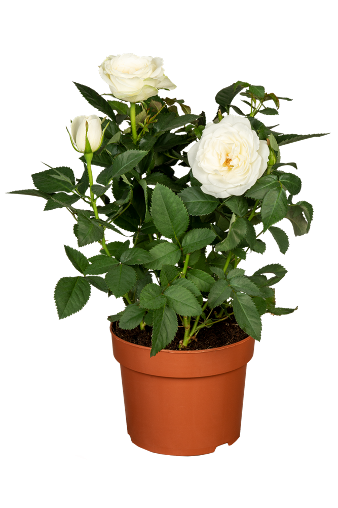 Topfrose