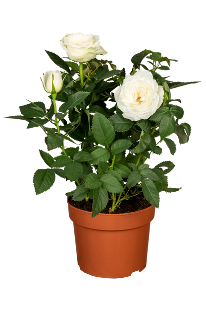 Topfrose