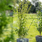 Goldliguster-Hecke
