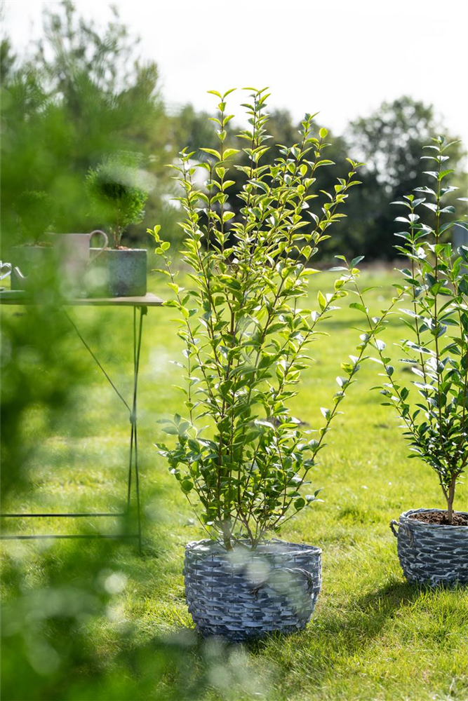 Goldliguster-Hecke