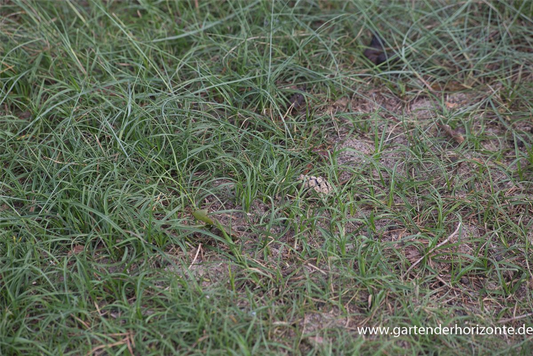 Carex arenaria