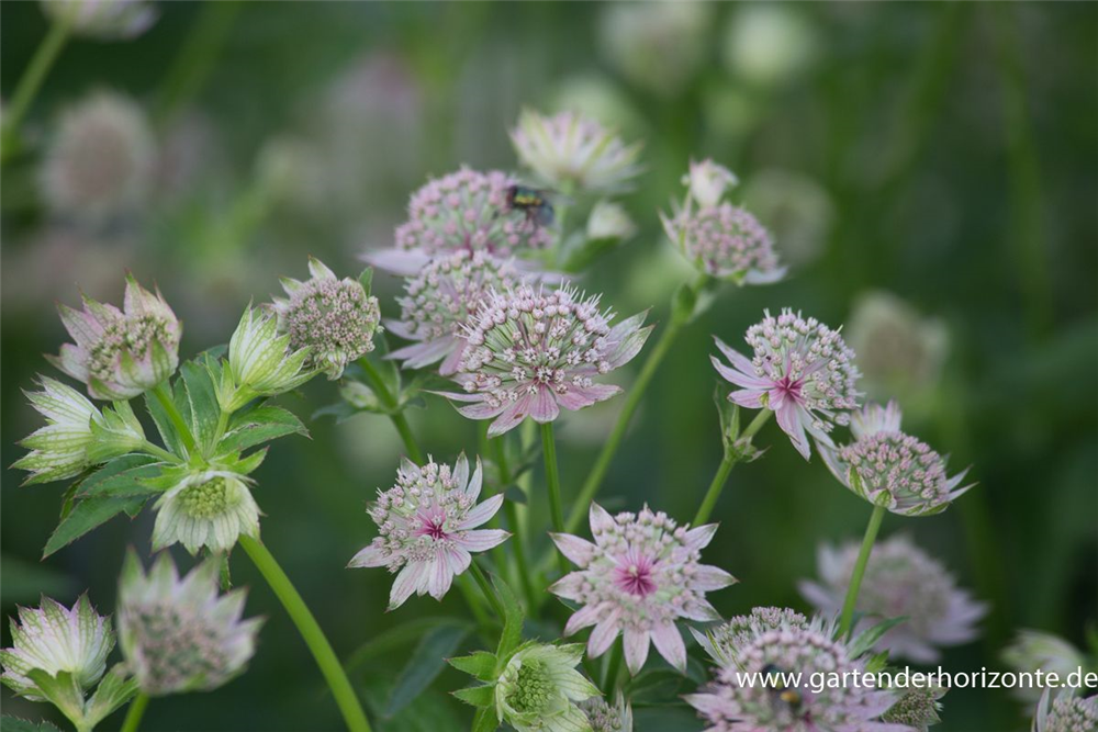Astrantia major 'Star of Billion'  -R-
