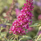Schmetterlingsflieder BUZZ™ 'Velvet'(s)