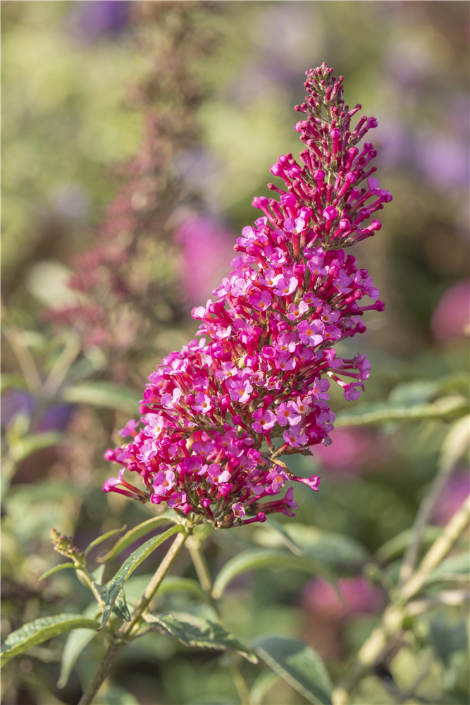 Schmetterlingsflieder BUZZ™ 'Velvet'(s)