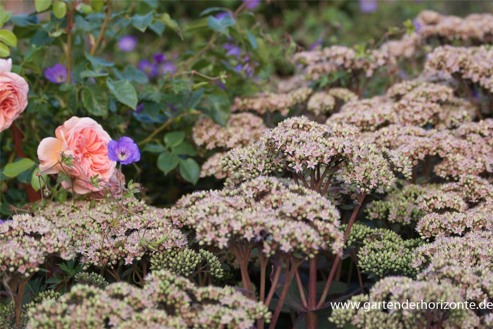 Großes Garten-Fettblatt