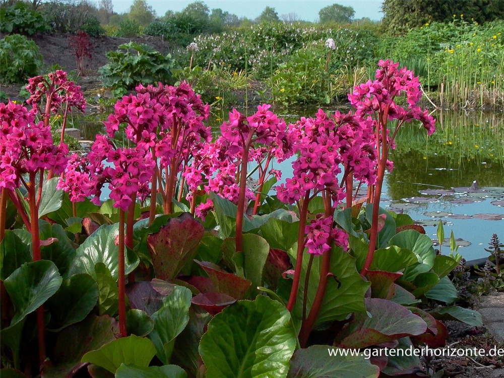 Bergenia cordifolia 'Pinneberg'