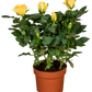 Topfrose