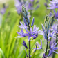 Leichtlin-Prärielilie 'Caerulea'