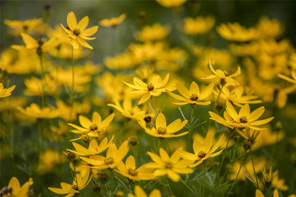 Coreopsis verticillata 'Zagreb'
