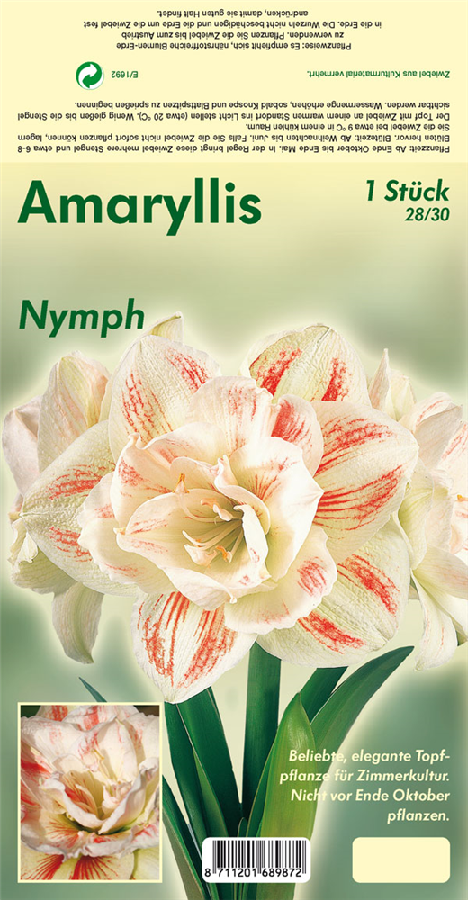 Ritterstern 'Nymph'
