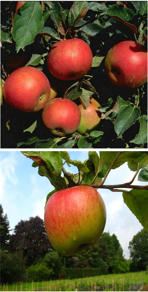 Apfel DUO 'Idared/Juwel von Kirchwerder'
