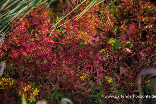 Sedum floriferum 'Weihenstephaner Gold'
