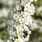 Weiße Rispenspiere 'Grefsheim'