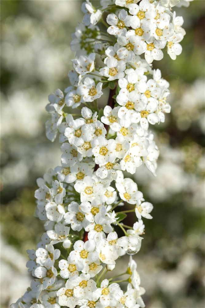 Weiße Rispenspiere 'Grefsheim'