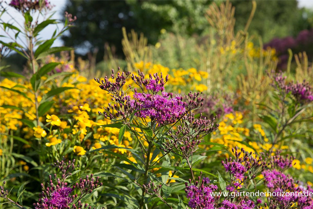 Arkansas-Scheinaster