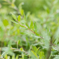 Weiße Rispenspiere 'Grefsheim'