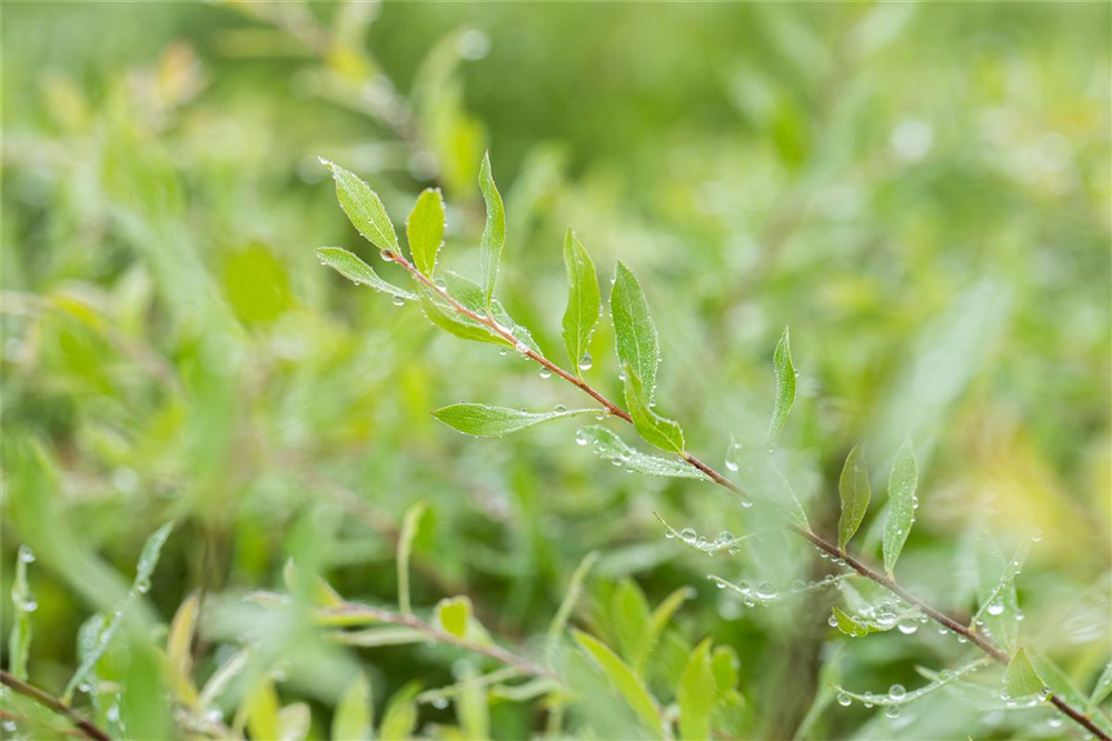 Weiße Rispenspiere 'Grefsheim'