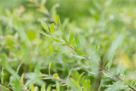 Weiße Rispenspiere 'Grefsheim'