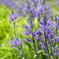 Leichtlin-Prärielilie 'Caerulea'