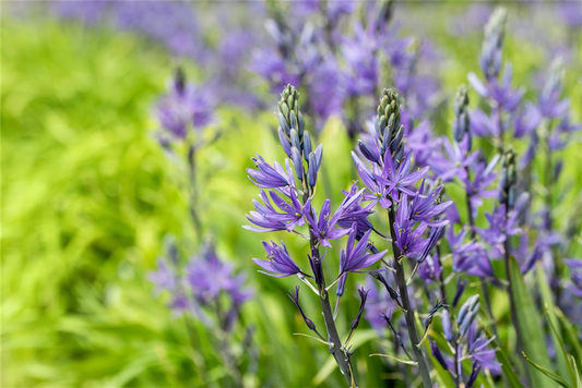 Leichtlin-Prärielilie 'Caerulea'