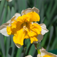 Schmetterlings Narzisse 'Orangery' - 5 Blumenzwiebeln