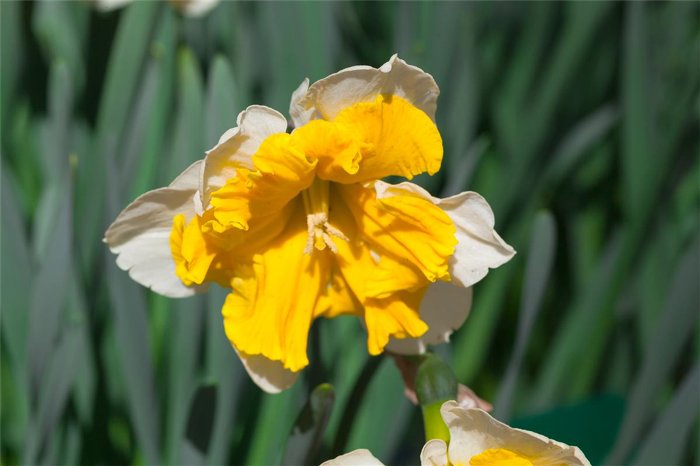 Schmetterlings Narzisse 'Orangery' - 5 Blumenzwiebeln