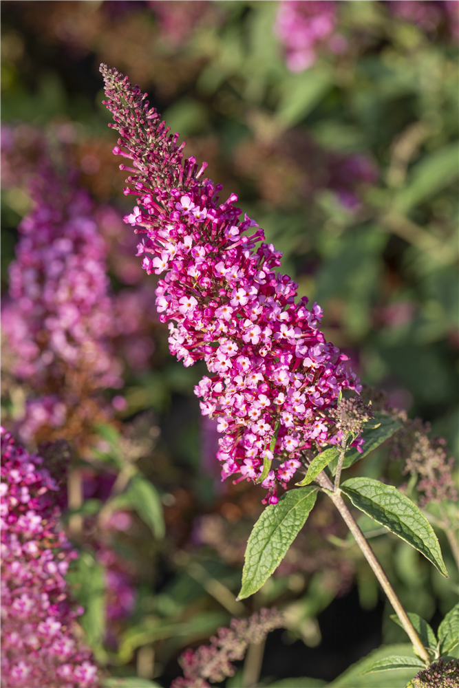 Schmetterlingsflieder BUZZ™ 'Velvet'(s)