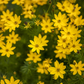 Coreopsis verticillata 'Zagreb'