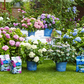 Endless Summer® Hortensienerde rosa und weiß