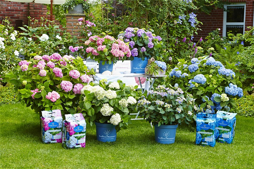 Endless Summer® Hortensienerde rosa und weiß