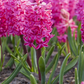Hyazinthe 'Jan Bos'