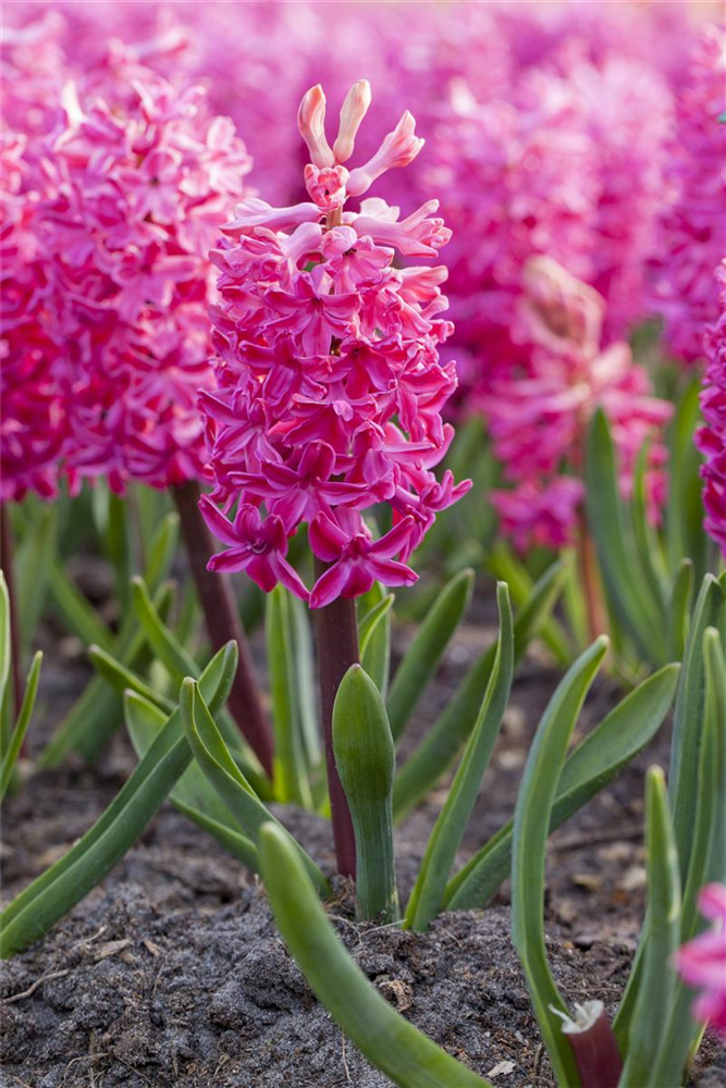 Hyazinthe 'Jan Bos'