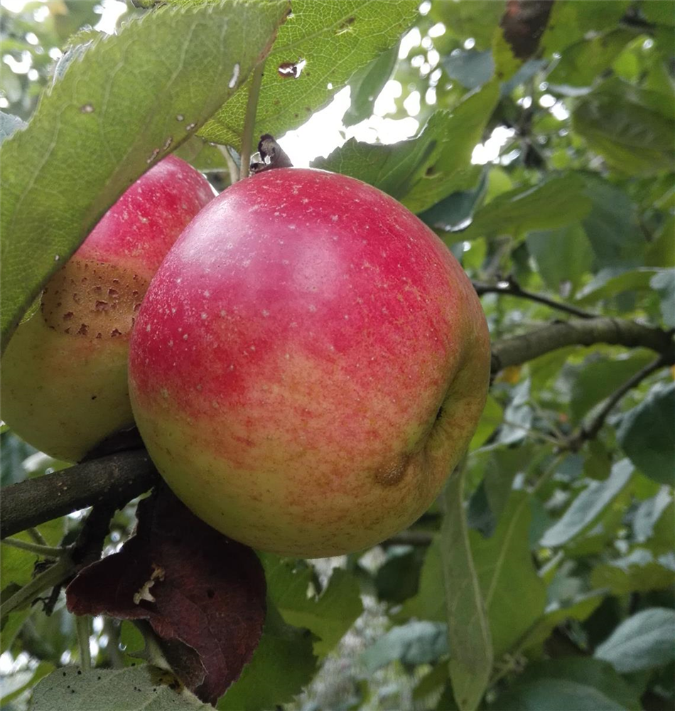 Apfel 'Juwel von Kirchwerder'