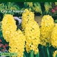 Hyazinthe 'City Of Haarlem'