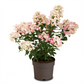 Rispenhortensie 'Magical Fire'®