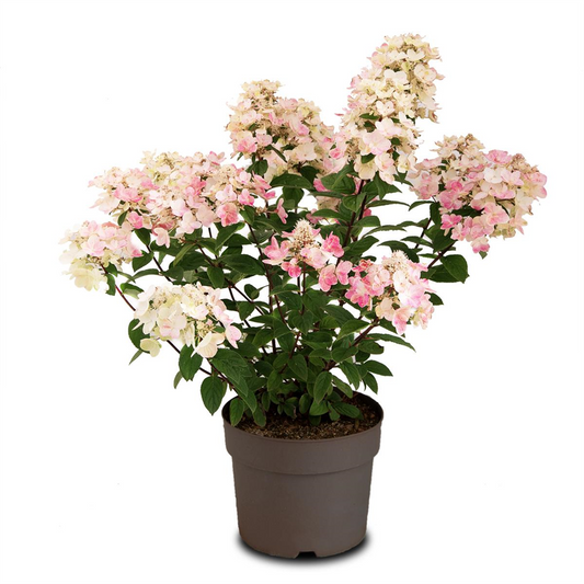Rispenhortensie 'Magical Fire'®