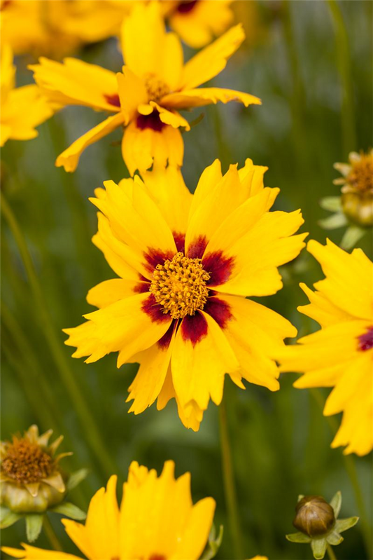 Coreopsis lanceolata 'Sterntaler'